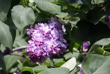 Lilac №4827