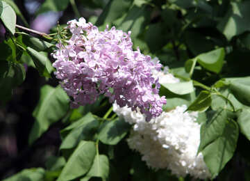 Lilac №4829