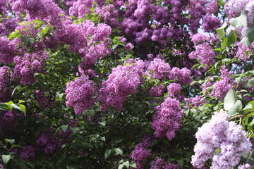 Lilas