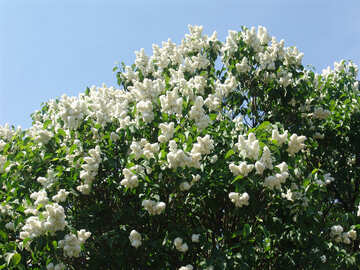 In the botanical garden bloomed lilac