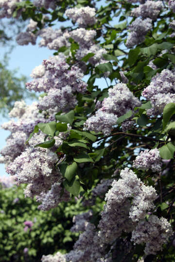 Blossoming lilac №4820