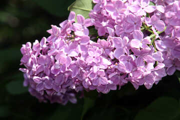 Lilac flowers №4817
