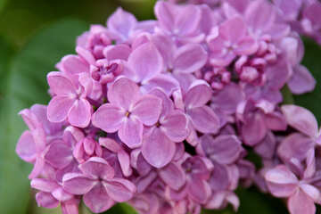 Blumen einer violetten Flieder №4814