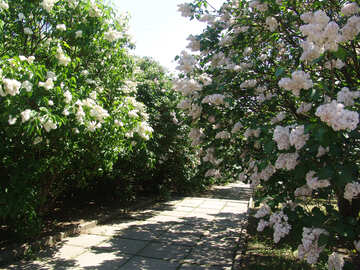 Lilacs no Jardim Botânico №4091