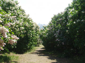 Track immersed in blooming lilac bushes №4090