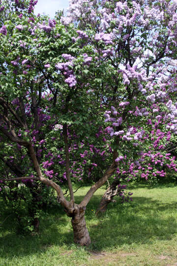 Lilac bush №4771