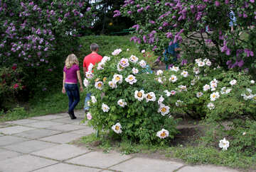 La lila y las peonías en el parque №4801