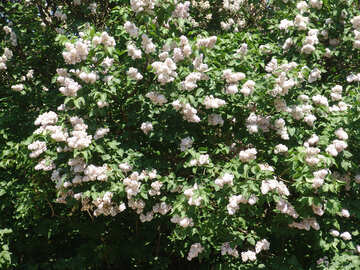 Blooming white lilac bush №4094
