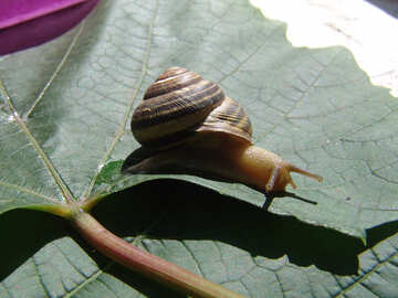 Horned Snail №4261