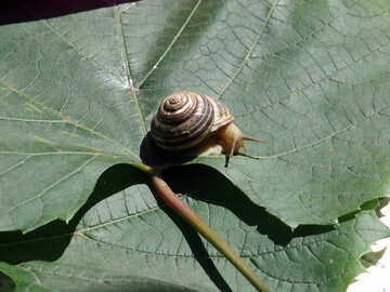 Snail with horns №4262