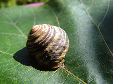 Snail shell on grape leaf №4264