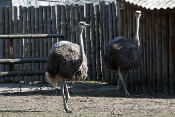Breeding of ostriches. №4625