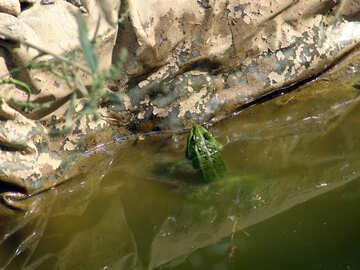 Жаба в зеленій воді №4152