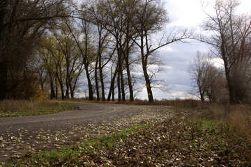 Autumn road №4026