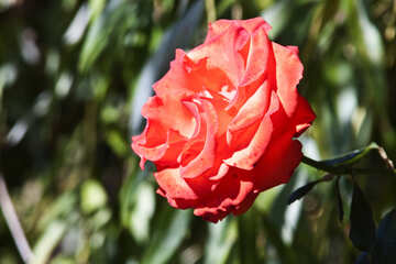 Rose on bush №4213