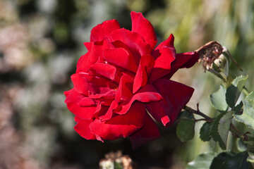 Червона троянда №4209