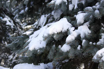 Spruce feet under the snow №4163