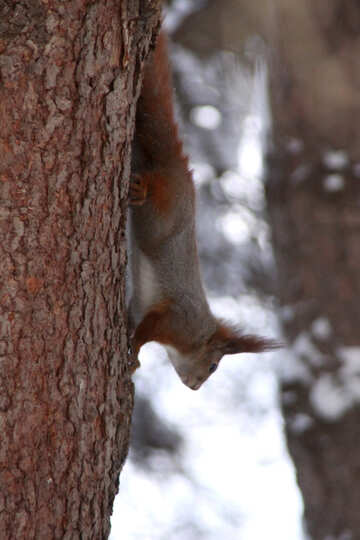 Squirrel hanging on tree №4143