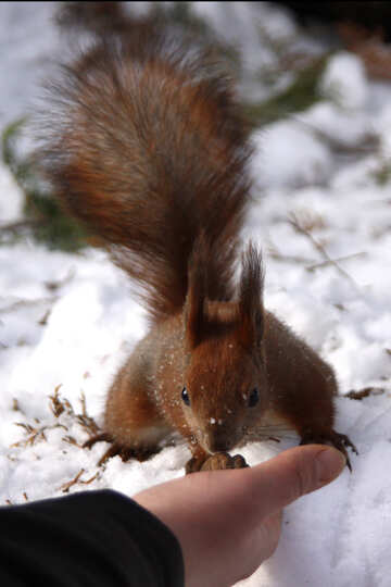 The squirrel takes nutlet from hand №4130