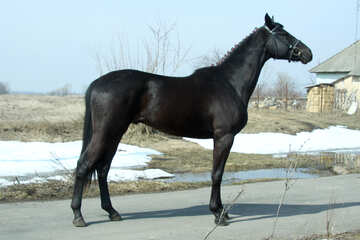 Stallion №4696