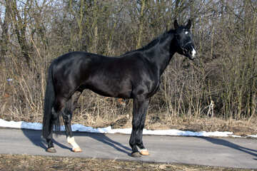 The Oryol trotter. A stallion. №4693