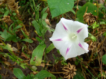 Schmerlen weiße Blume №4151