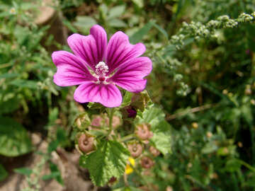 Budded flower №4154