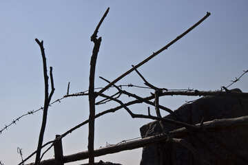 Bushes with barbed wire №4496