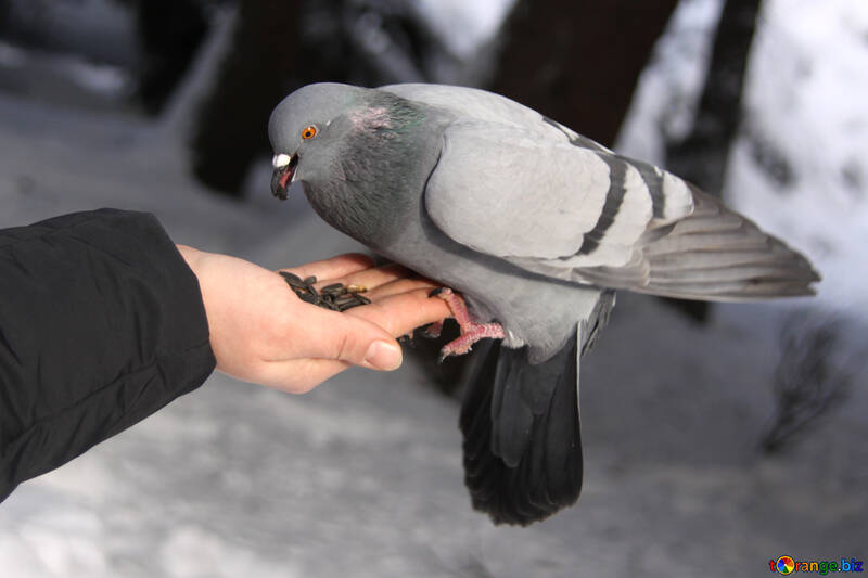 Dove in hand №4175