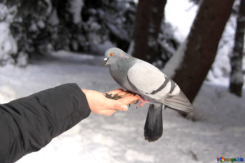 Hand dove №4176