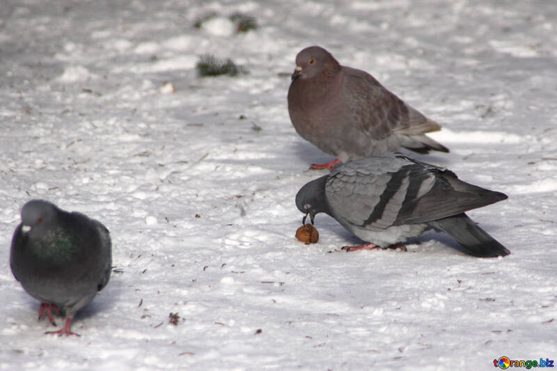 Pigeons snow №4183