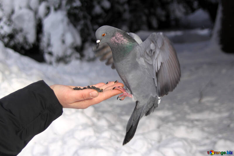 Wild  dove  ate   hands №4182