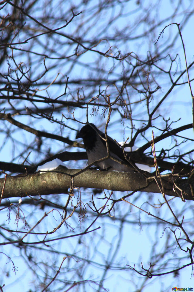 Un cuervo se sienta en una rama №4273