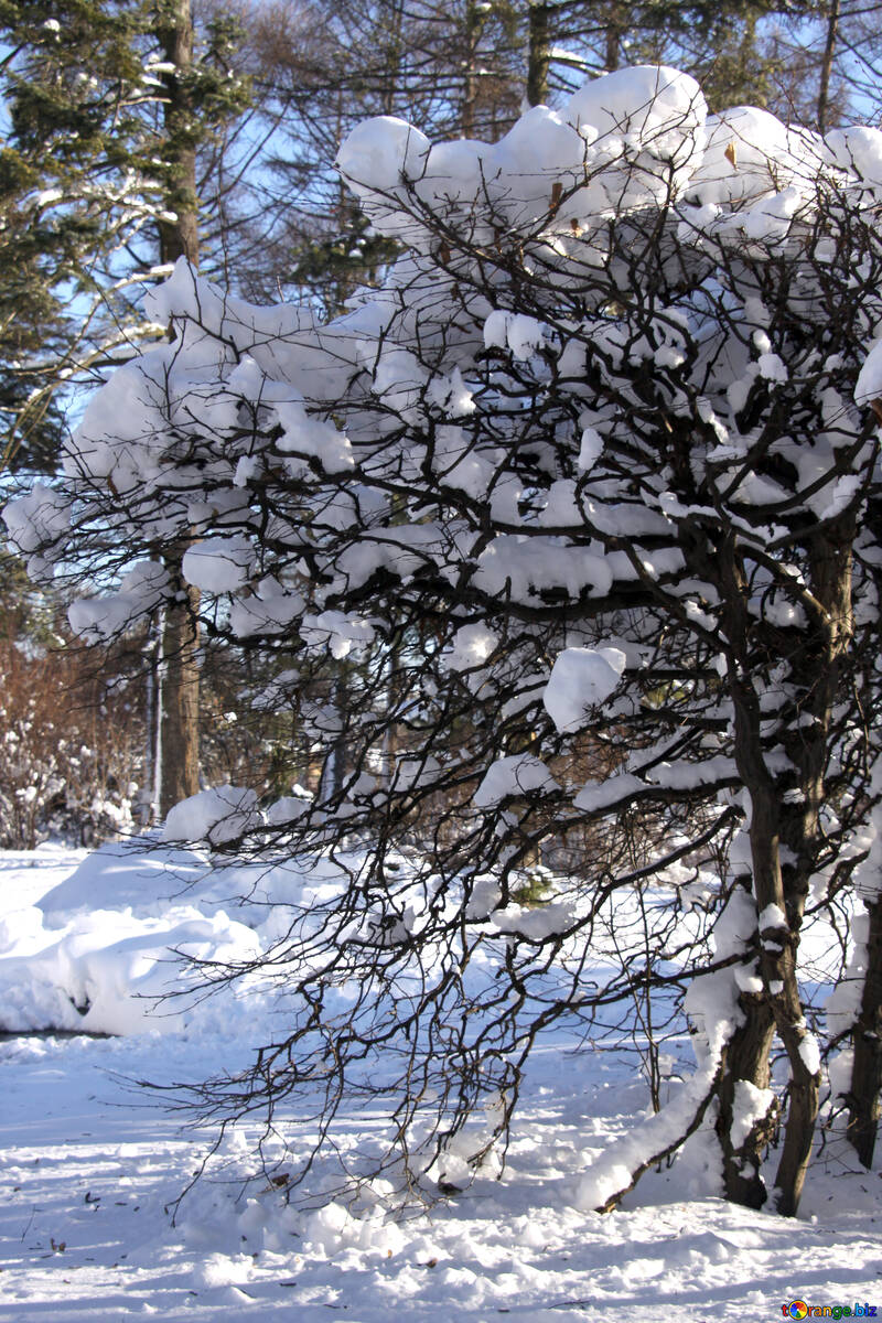 Schnee auf den Zweigen der Sträucher №4171