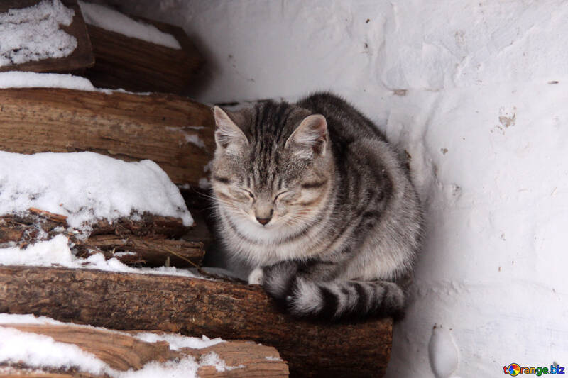 Kitten freezes in winter №4001