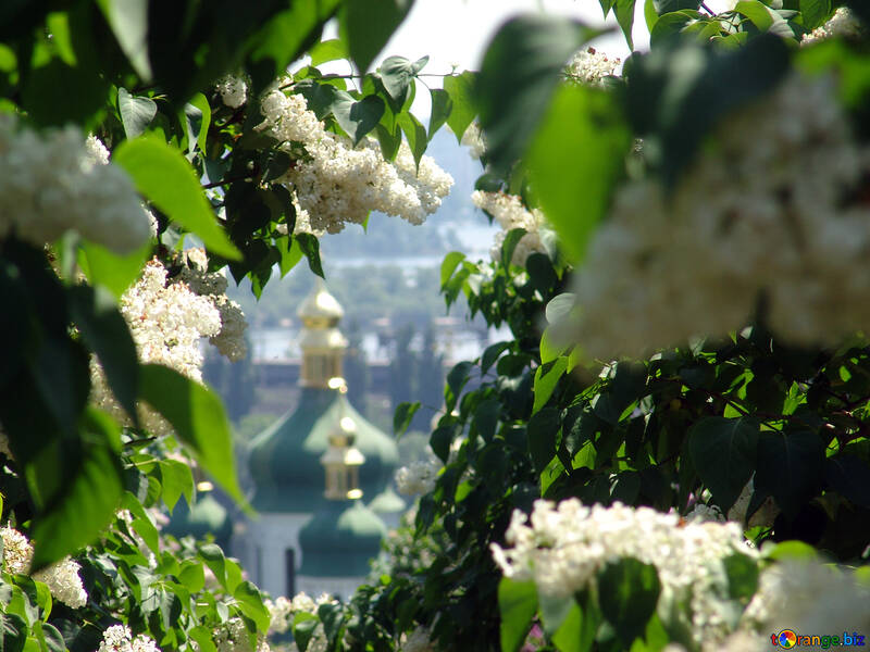 Vydubychi monastère à travers les lilas en fleurs №4084