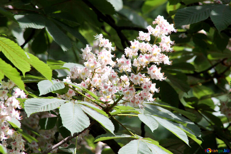 Blossoming chestnut №4059