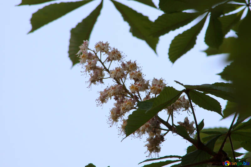 Chestnut flower against the sky №4057