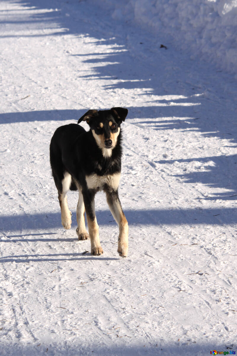 Stray dog with an intelligent glance №4048