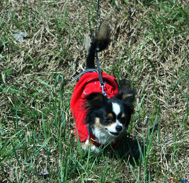 Chihuahua in Kleid №4738