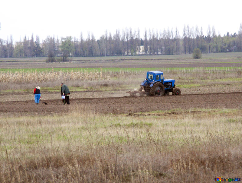 Planting potatoes.People with shovel. Tractor plowing. №4870