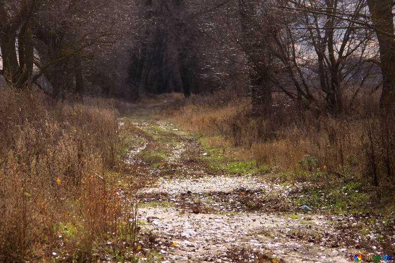 Un camino de tierra en el bosque №4021