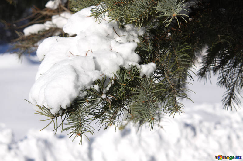 Schnee auf den Zweigen der Tanne №4169