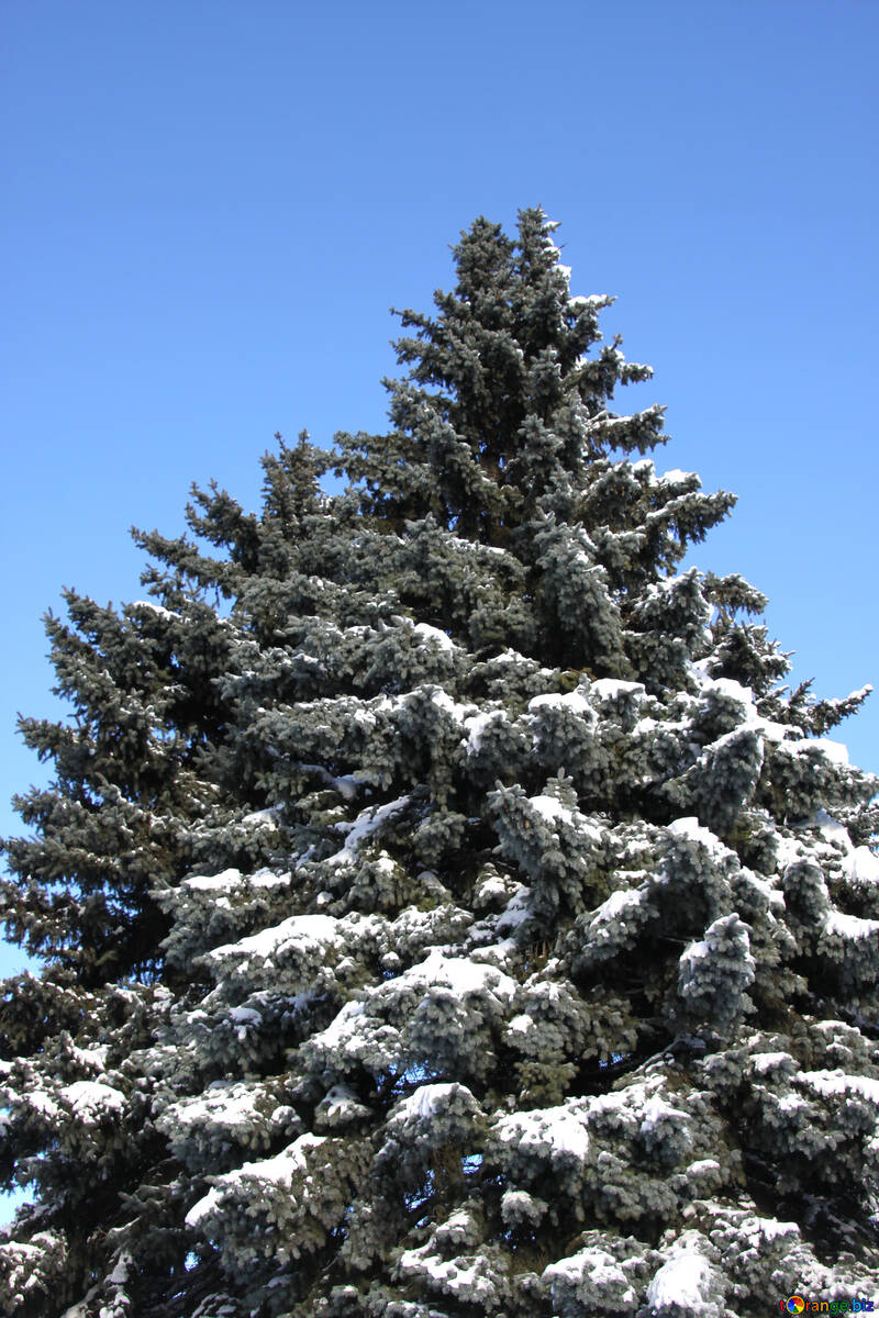 The fur-tree looking in the winter sky is high №4166
