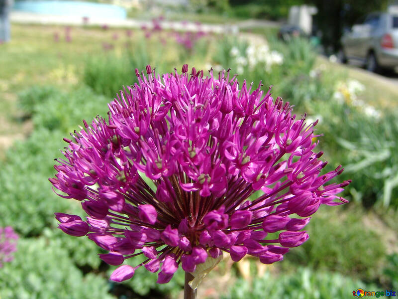 Flower decoration onions (Allium) №4122