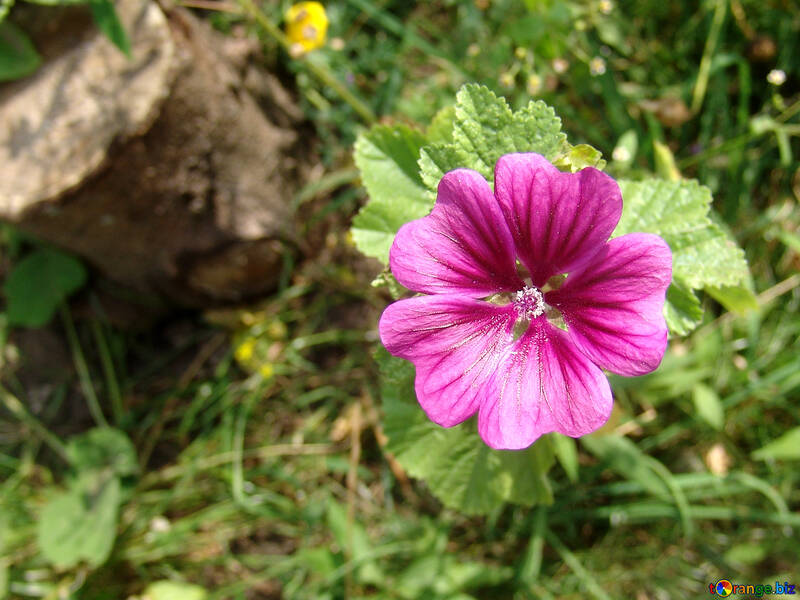 Flower in garden of №4153