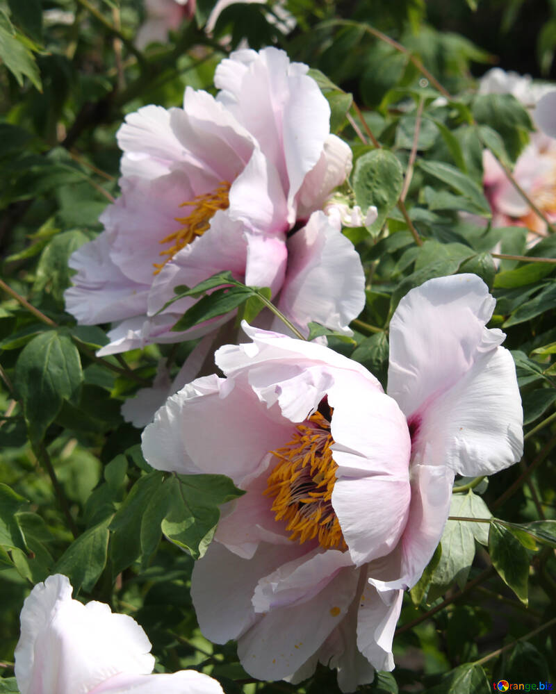Blumen einer rosafarbenen Pfingstrose №4790