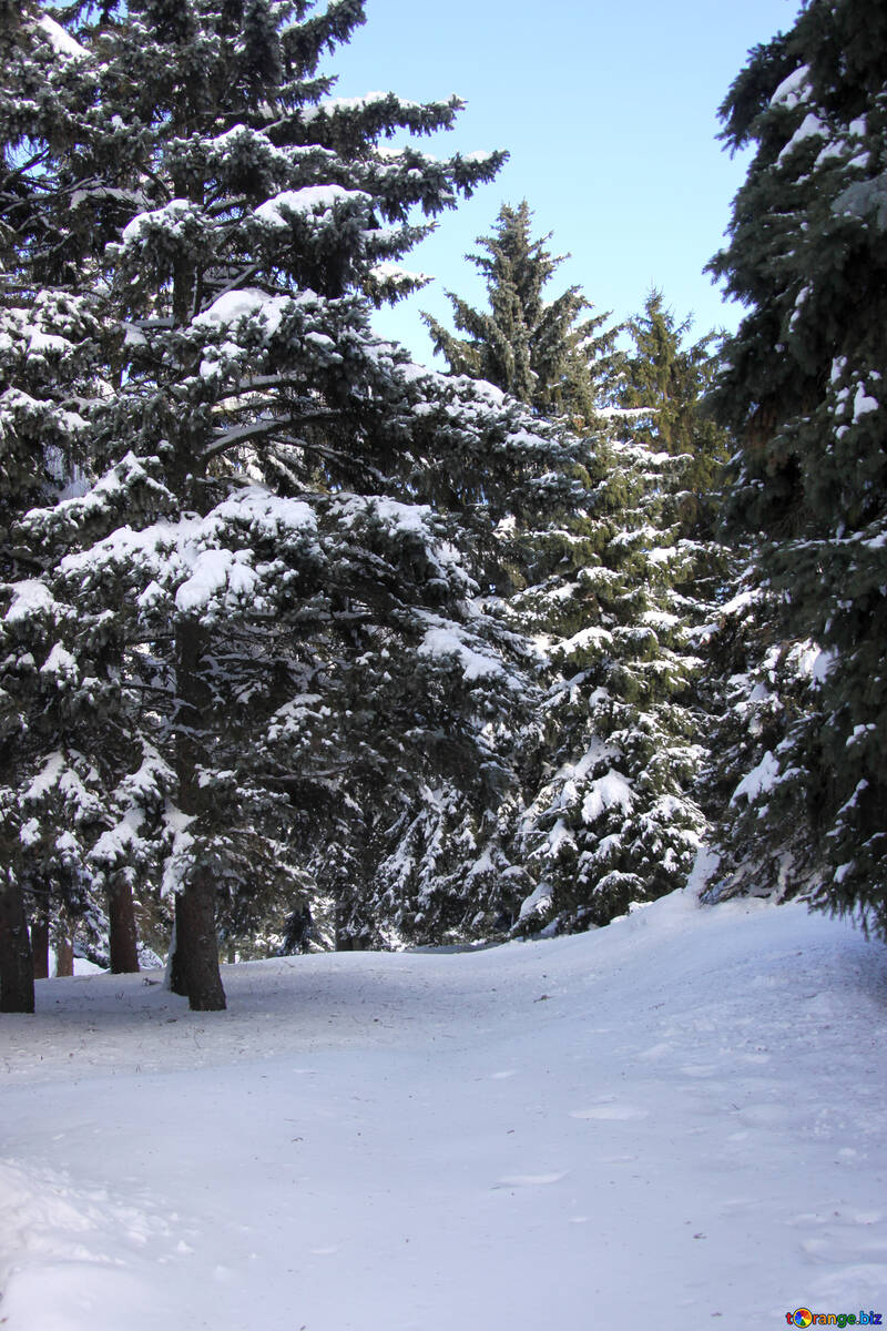 Forêt d`hiver №4161