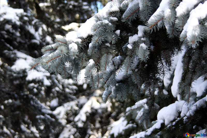 Unwegsamen Wald im Winter №4162