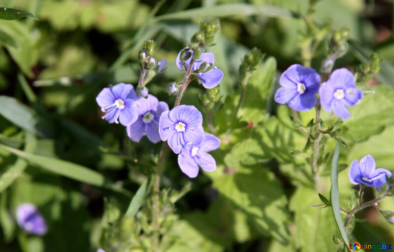 Blue field flower №4769